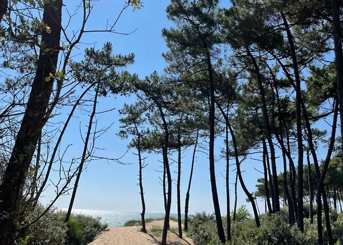 Chant Des Oiseaux *** Royan